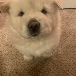 Chow Chow Puppies from Darling Chows