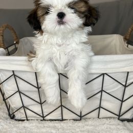 Shih Tzu Puppies from Calta’s Cute Shih Tzus