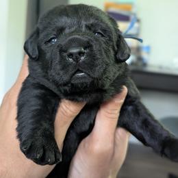 Blue collar - Black male Labrador Retriever puppy in Lithonia, Georgia from Marmolejos Labs