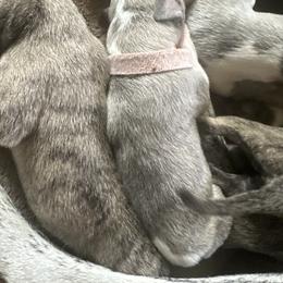 Whippet Puppies from Sara's Whippets