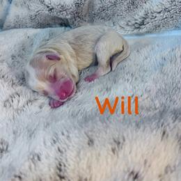 Will - Brown and white male Bernedoodle puppy in Midlothian, Texas from DoodlesOjoy