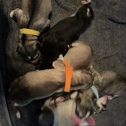 Siberian Husky Puppies from Alexandra's Siberian Huskies