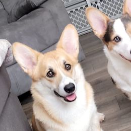 Pembroke Welsh Corgis from Corgis by the Lake