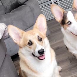 Pembroke Welsh Corgis from Corgis by the Lake