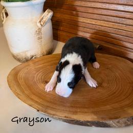 Grayson - Black and white male Border Collie puppy in Lakeview, Michigan from Haven Creek Farm