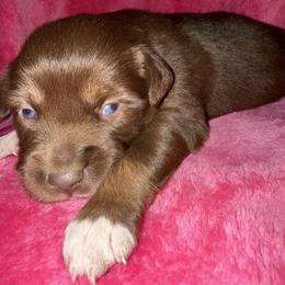 Roxie - Red tri female Miniature Australian Shepherd puppy in Godley, Texas from Bradley Kennels