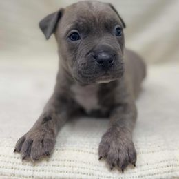 Boy 6 - Blue brindle male American Pit Bull Terrier puppy in Nine Mile Falls, Washington from Bartin Kennels