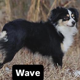 Wave - Miniature Australian Shepherd