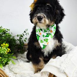 North - female Australian Mountain Doodle puppy in Grand Rapids, Michigan from The Kindred K9