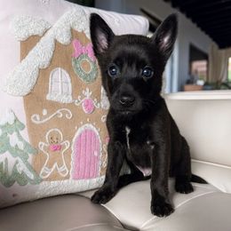 Maverick - Gold brindle male Dutch Shepherd puppy in San Diego, California from TecK9s