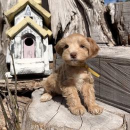 Jazz - Wheaten female Miniature Schnauzer puppy in Silver Creek, Mississippi from Mamie’s Minis, LLC