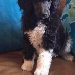 Poodle Puppies from DuBois Standard Poodles