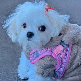Cavapoo, Maltese, and Maltipoo Puppies from Carolina Canines