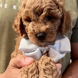 Goldendoodle Puppies from Ohio Valley Doodles