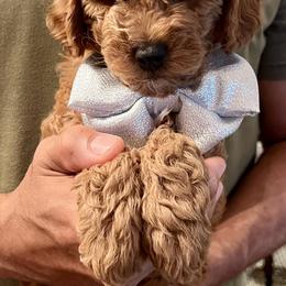 Goldendoodle Puppies from Ohio Valley Doodles