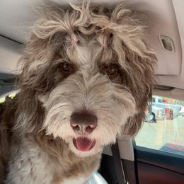 Peppi - Aussiedoodle