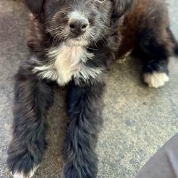 Girl 5 - Red tri-color female Aussiedoodle puppy in Hillsboro, Illinois from Perfect Paws Puppies