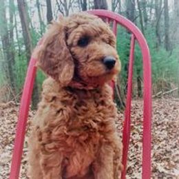 Goldendoodle Puppies from Kzoo Goldendoodles