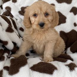Betsey - Apricot female Goldendoodle puppy in Lowville, New York from Adirondack Labradoodles