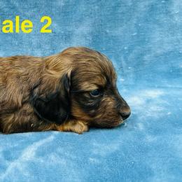 Timmi - Red male Dachshund puppy in Randleman, North Carolina from Deep River Aussies and Dachshunds