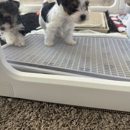 Biewer Terrier, Cavapoo, Cockapoo, Goldendoodle, Poodle, and Yorkshire Terrier Puppies from Pucci Pawfect