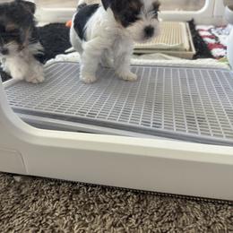 Biewer Terrier, Cavapoo, Cockapoo, Goldendoodle, Poodle, and Yorkshire Terrier Puppies from Pucci Pawfect