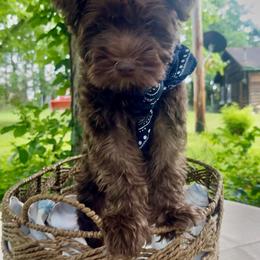 Bugs - Parti female Miniature Schnauzer puppy in Charlotte, Tennessee from Heritage miniature schnauzers