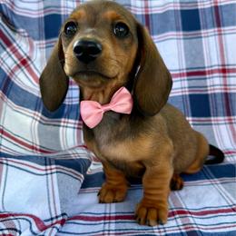 Thelma - Red female Dachshund puppy in Michigan from Hidden Haven Dachshunds