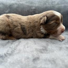Hudson - Red merle male Toy Australian Shepherd puppy in Ambrose, Georgia from Brandilyn's Aussies