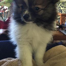 Pomeranian Puppies from Jonna's Poms