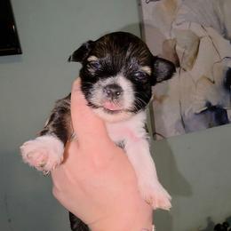 Iris - female Yorkipoo puppy in West Enfield, Maine from GRIFFEY'S SPA AND KENNEL