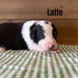 Latte - Black tri-color female Australian Shepherd puppy in Kearney, Nebraska from Helix Aussies