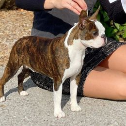 Tinker - Boston Terrier