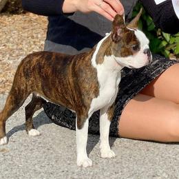 Tinker - Boston Terrier