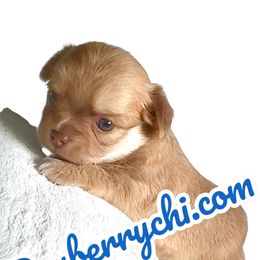 MAX 3800 - Red male Chihuahua puppy in Richmond, Virginia from Bayberry Chihuahuas