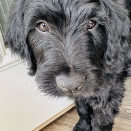 Goldendoodle Puppies from Bridger Peak Doodles