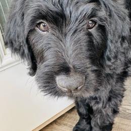 Goldendoodle Puppies from Bridger Peak Doodles