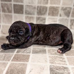 Purple Collar - Black brindle female Cane Corso puppy in Catawba, North Carolina from Catawba Cane Corso