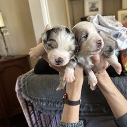 Miniature Australian Shepherd and Toy Australian Shepherd Puppies from Kai’s Aussies