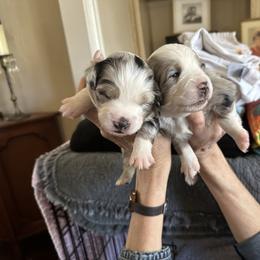 Miniature Australian Shepherd and Toy Australian Shepherd Puppies from Kai’s Aussies