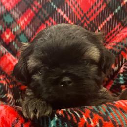 Shih Tzu Puppies from AKC Shih Tzu Champion Line Puppies