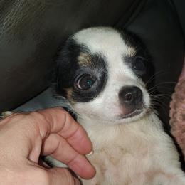 Boy 1 - Black and white male Chihuahua puppy in Oklahoma City, Oklahoma from Teacup Chihuahuas and Friends