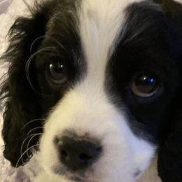 Boy 3 - Black and white Cavapoo puppy in Fenton, Missouri from K&R Cavaliers
