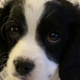 Boy 3 - Black and white Cavapoo puppy in Fenton, Missouri from K&R Cavaliers