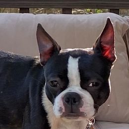 Luna - Boston Terrier