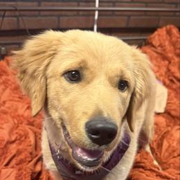 Maggie - Golden female Golden Retriever puppy in Rockwell, North Carolina from KnL Golden Acres