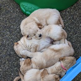 Golden Retriever Puppies from Sola Mae's Goldens