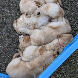 Golden Retriever Puppies from Sola Mae's Goldens