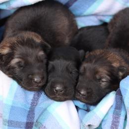 Second pick boy - Sable male German Shepherd puppy in Elkmont, Alabama from Oakmont Shepherds
