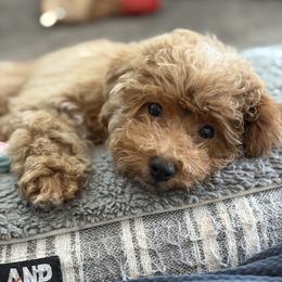 Story - Poodle